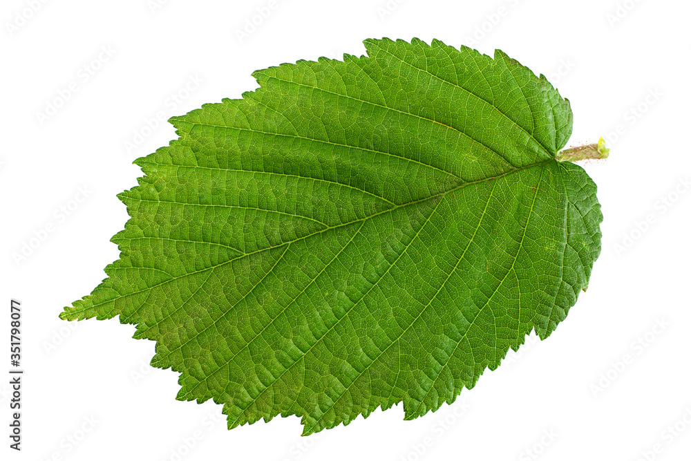 Hazelnut leaf on white Hazelnut leaf on white