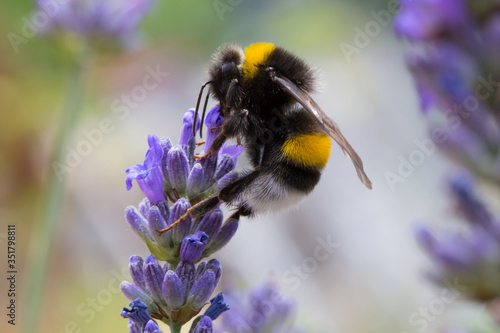 Obraz na plátně Close-up Of Bumblebee Pollinating On Purple Flower Buds