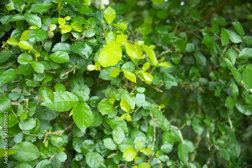 green leaves in the garden photo