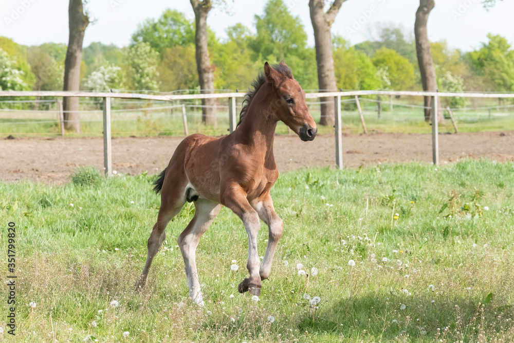 Cute small brown foal running in trot free in the field. Animal in motion. Stallion one week old Cute small brown foal running in trot free in the field. Animal in motion. Stallion one week old