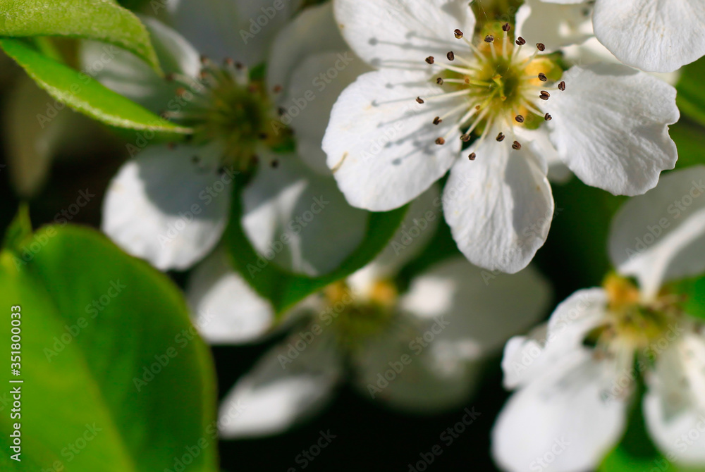 Blooming cherry tree in the garden. Cherry flowers close up.A bouquet flowers. Floral collage. Flower composition. Nature. Blooming cherry tree in the garden. Cherry flowers close up.A bouquet flowers. Floral collage. Flower composition. Nature.