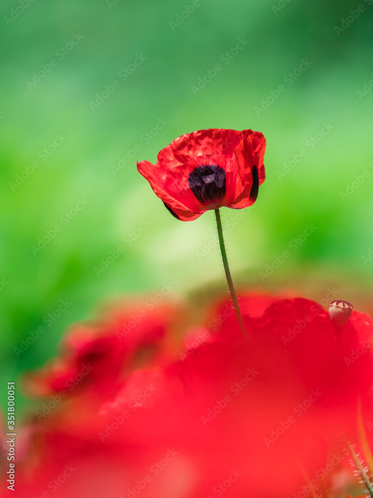 Obraz premium ポピー poppy