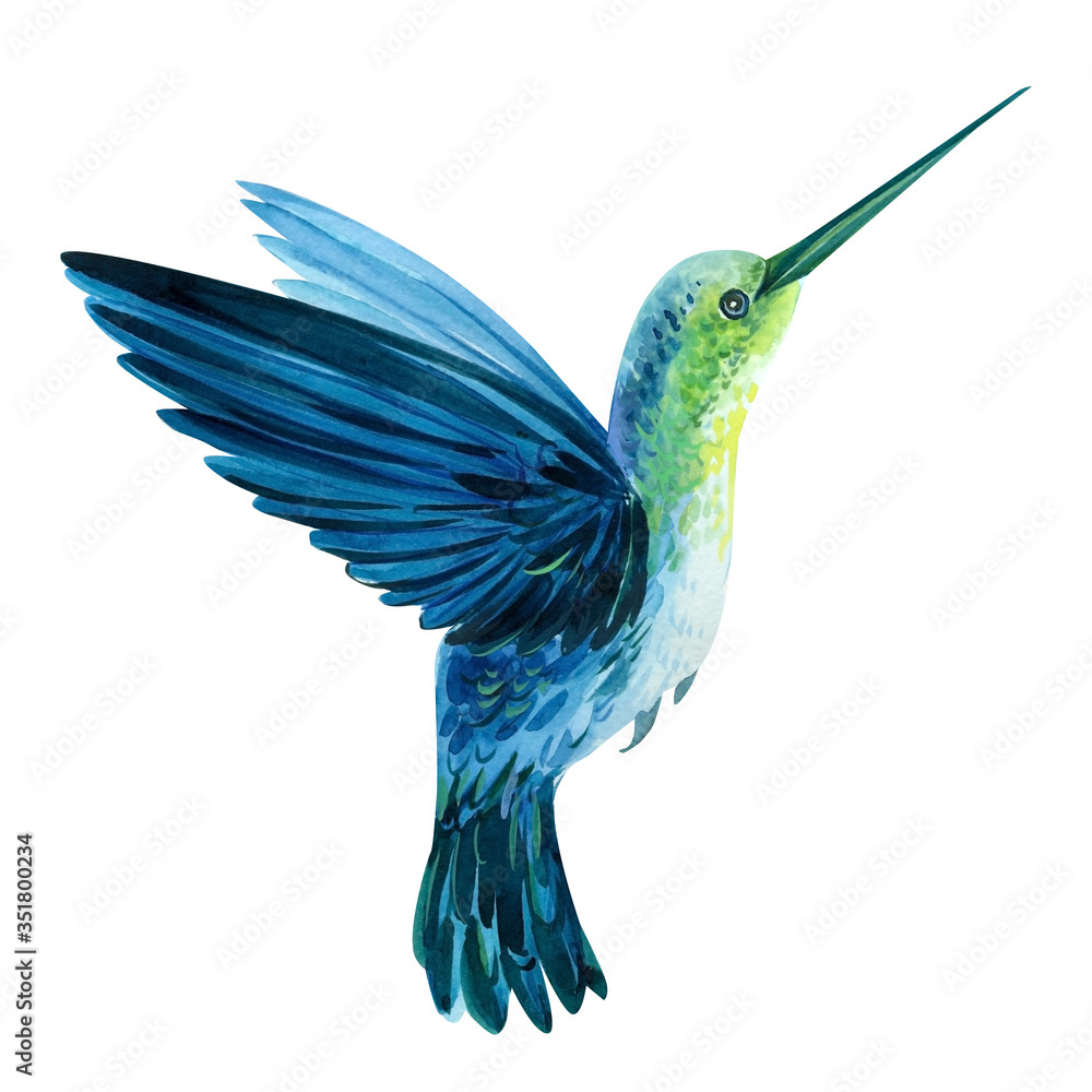 Obraz premium little bird, a hummingbird on an isolated white background, watercolor, hand drawing