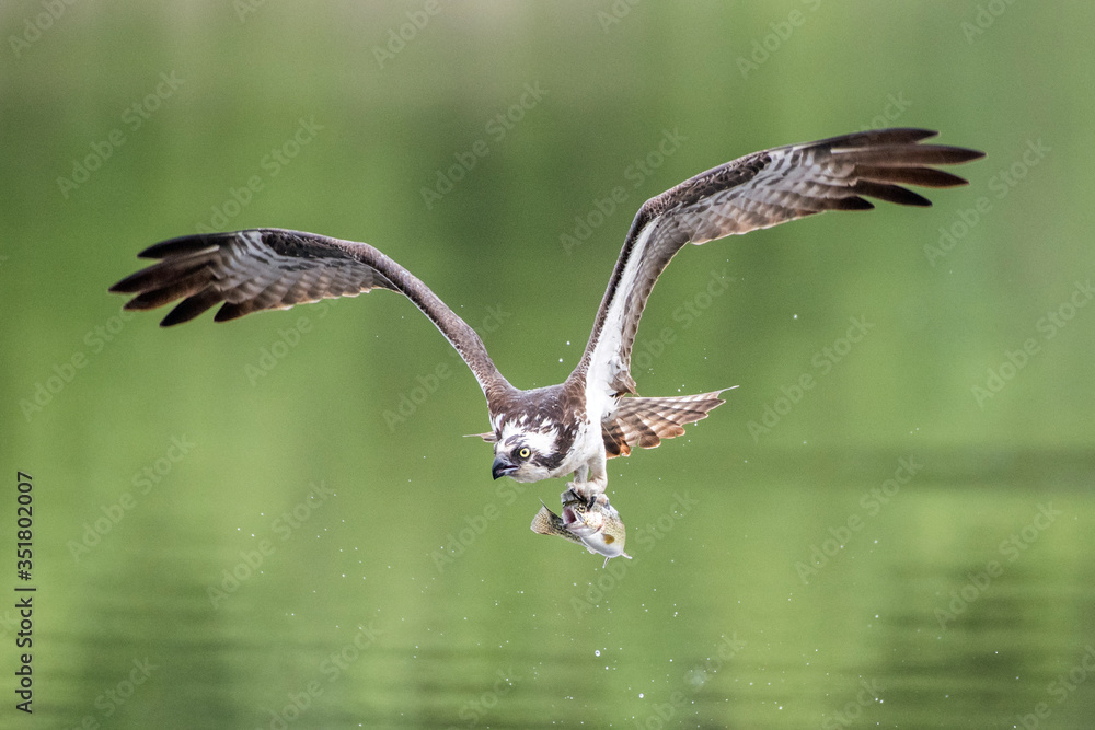 Obraz premium An Osprey returns to the nest with a freshly caught fish in its talons. The still green surface of the water is visible behind the bird as it takes off. The trout's mouth is wide open.