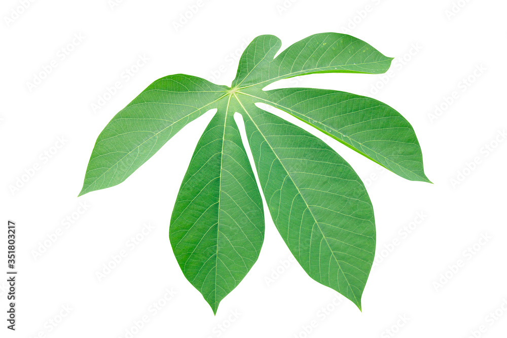 green cassava leaves isolated on white background green cassava leaves isolated on white background