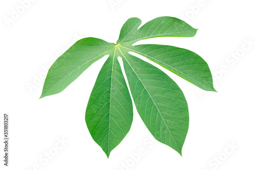 green cassava leaves isolated on white background