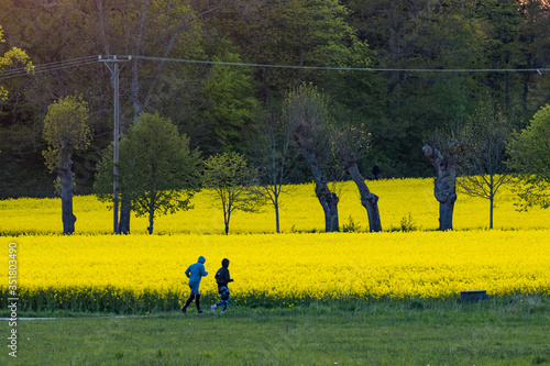 Canvas Print Stockholm, Sweden  Joggers in the Ekero suburb run by a field of raps