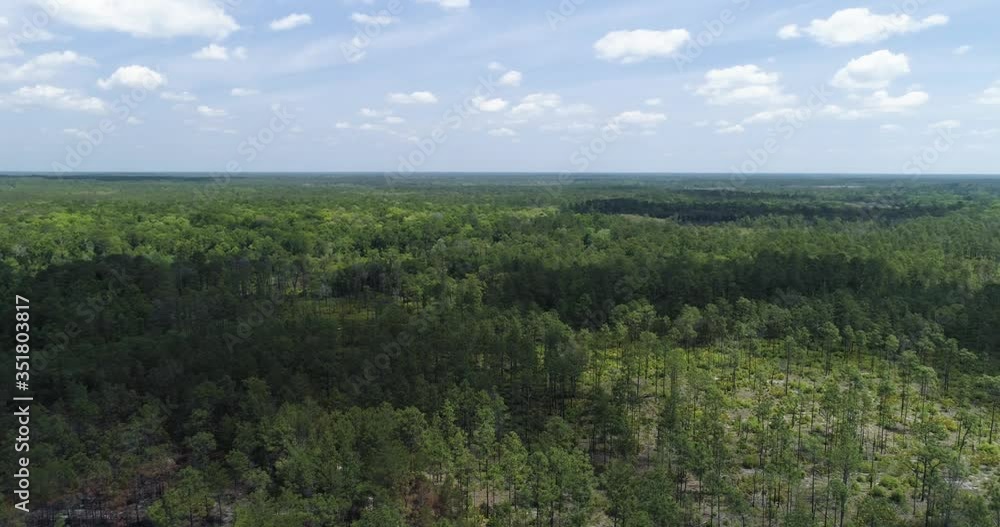 Establishing shot of Forest area in East Florida, USA Establishing shot of Forest area in East Florida, USA