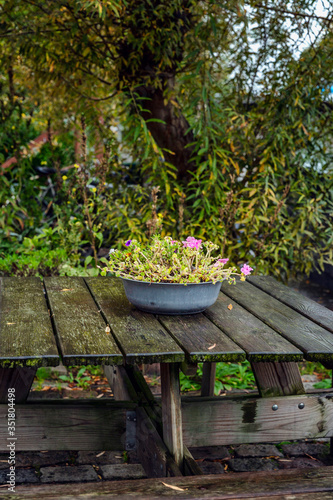 Flowers in an old basin on a wooden table among the dense green of trees. A cozy place to rest in nature. Vertical.