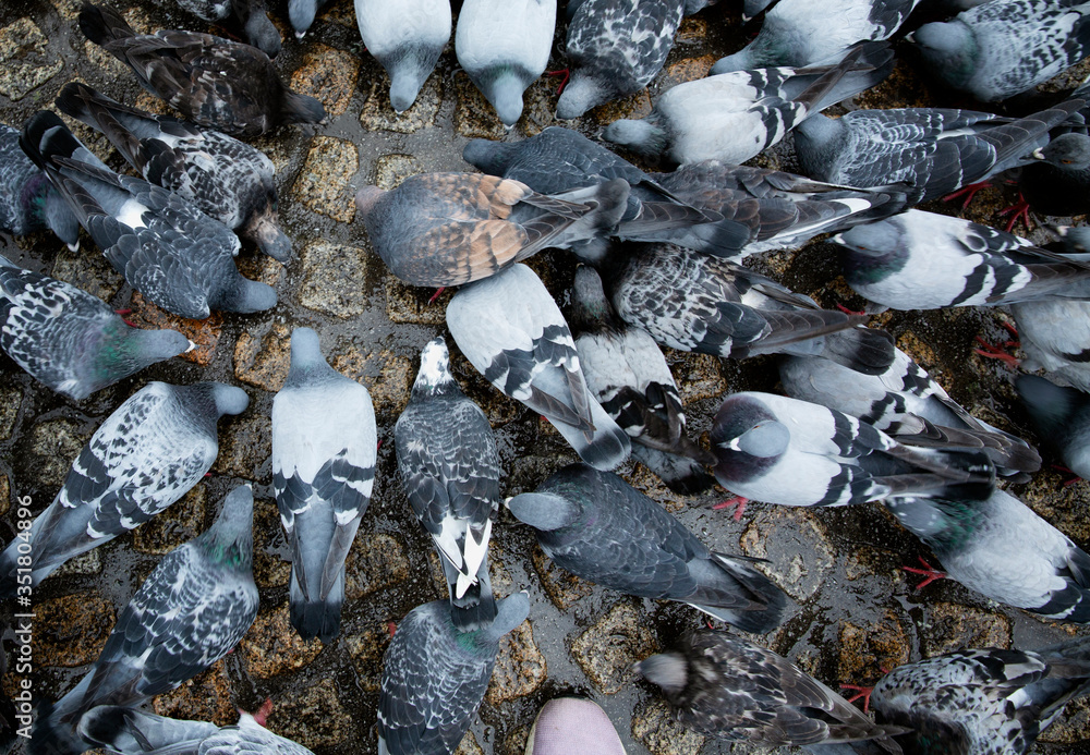 Many pigeons peck food on the cobblestone pavement in the city. Top view. Many pigeons peck food on the cobblestone pavement in the city. Top view.