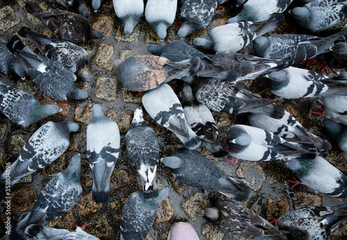 Many pigeons peck food on the cobblestone pavement in the city. Top view.