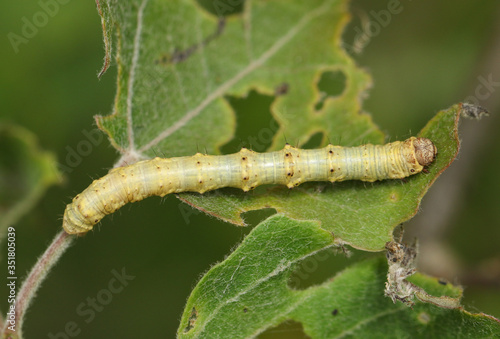 A Pale Brindled Beauty Caterpillar, Phigalia pilosaria, eating an Aspen tree leaf, Populus tremula, in woodland in spring. 