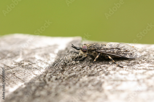 A Black-horned Cleg Fly, Haematopota crassicornis, perching on a wooden fence post at the edge of woodland in the UK. photo