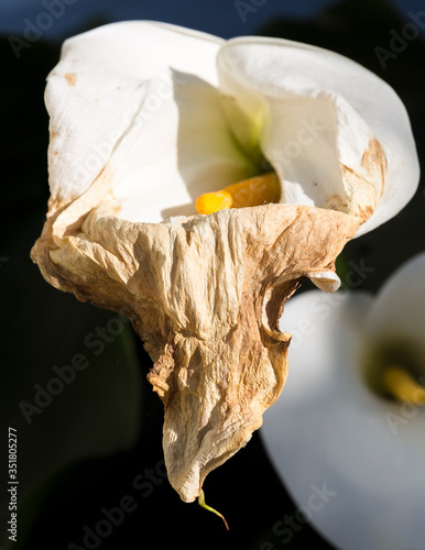 Wilted arum in garden need to be cut photo