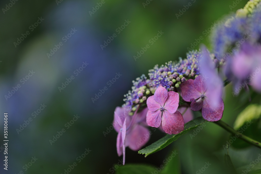 紫陽花の花 紫陽花の花