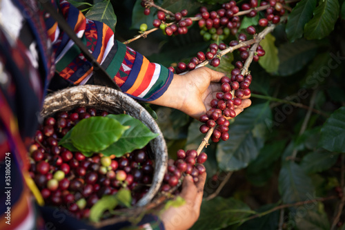 Photos Worker Harvest arabica coffee berries on its branch,Agriculture economy industry business, health food and lifestyle, at the north of Thailand