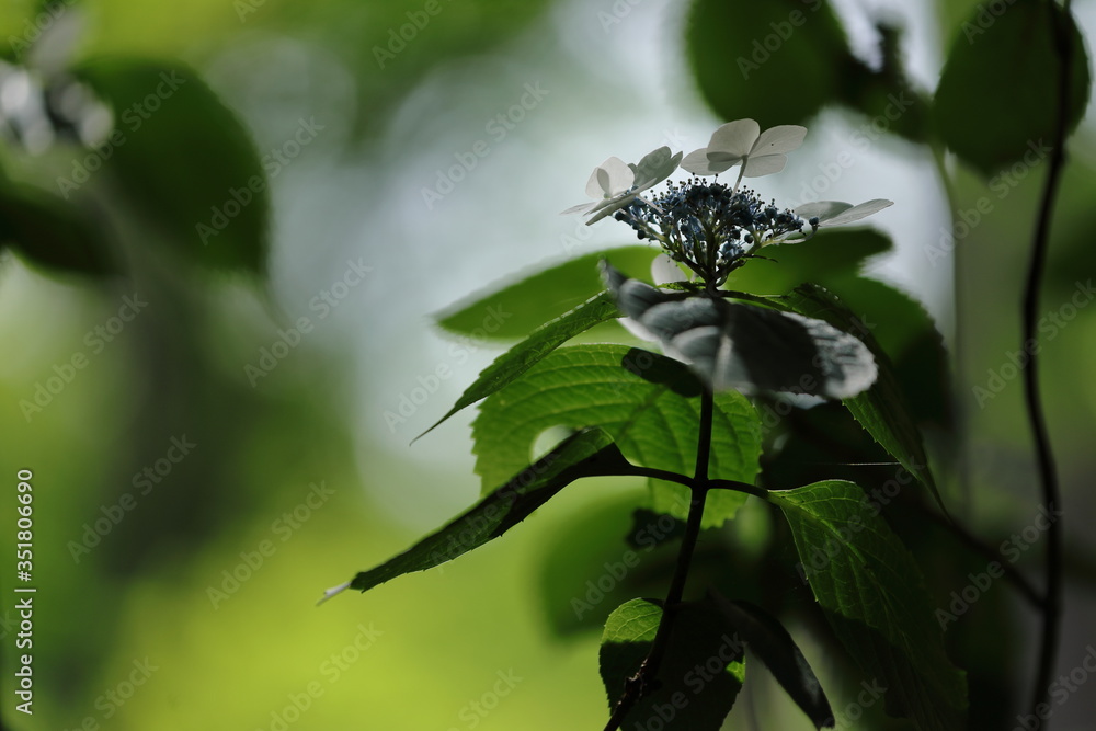 紫陽花の花 紫陽花の花