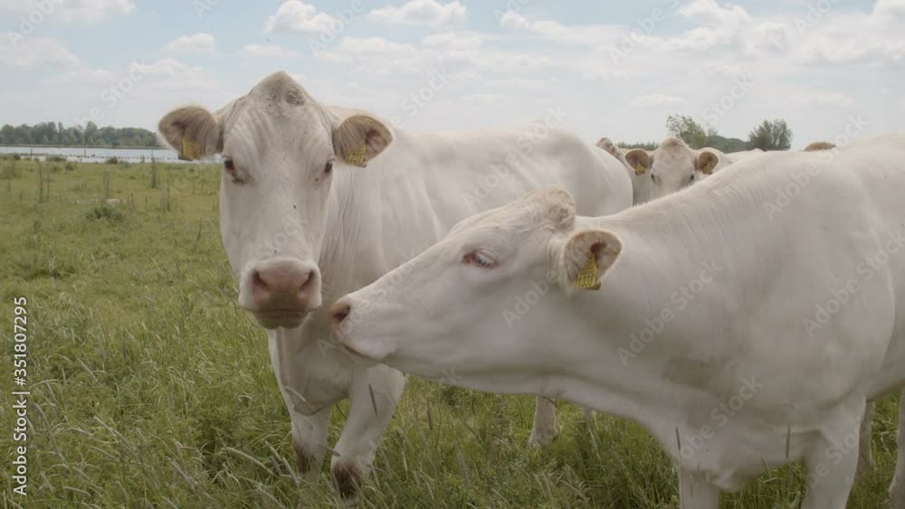 Two white cows standing close to each other in green field Two white cows standing close to each other in green field