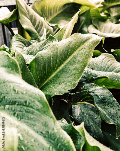 deep green leaves in the garden