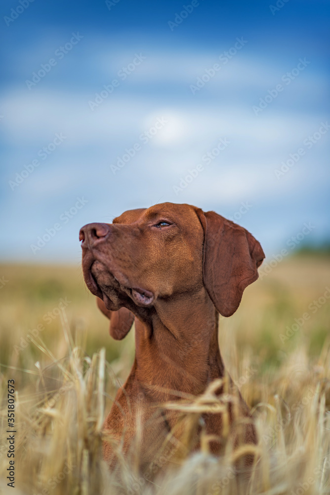 Closeup portrait of a dog on a wheat field.