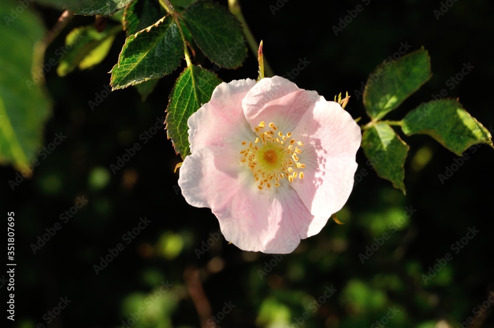 Obraz premium Rosas beggerianas en primavera