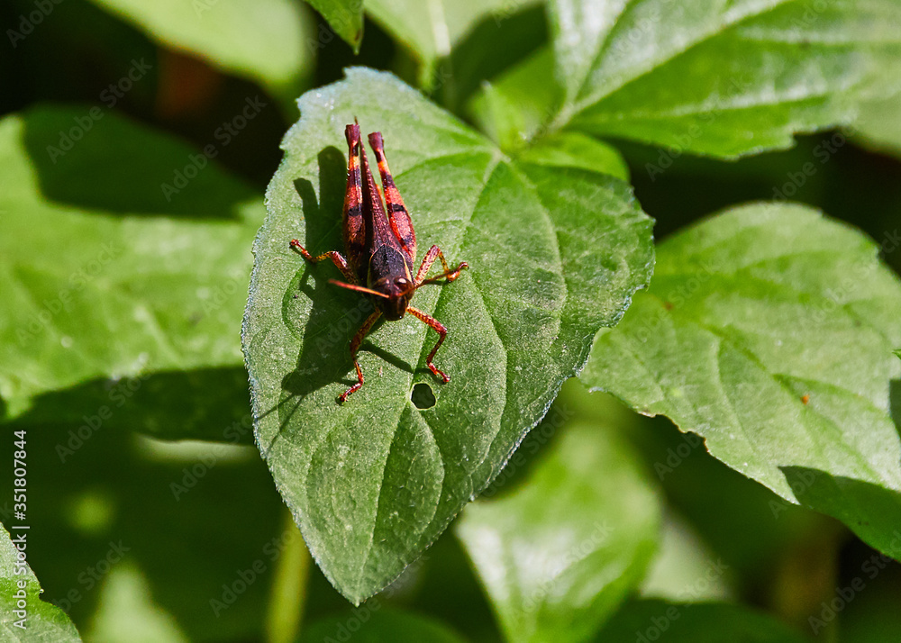 Thai grasshopper in red legs sitting down on the leaf in close up frame. Thai grasshopper in red legs sitting down on the leaf in close up frame.