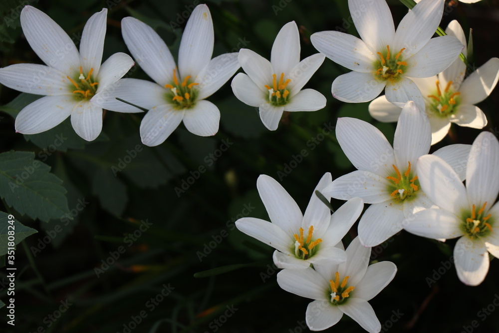 Obraz premium Beautiful white lilies in flower garden