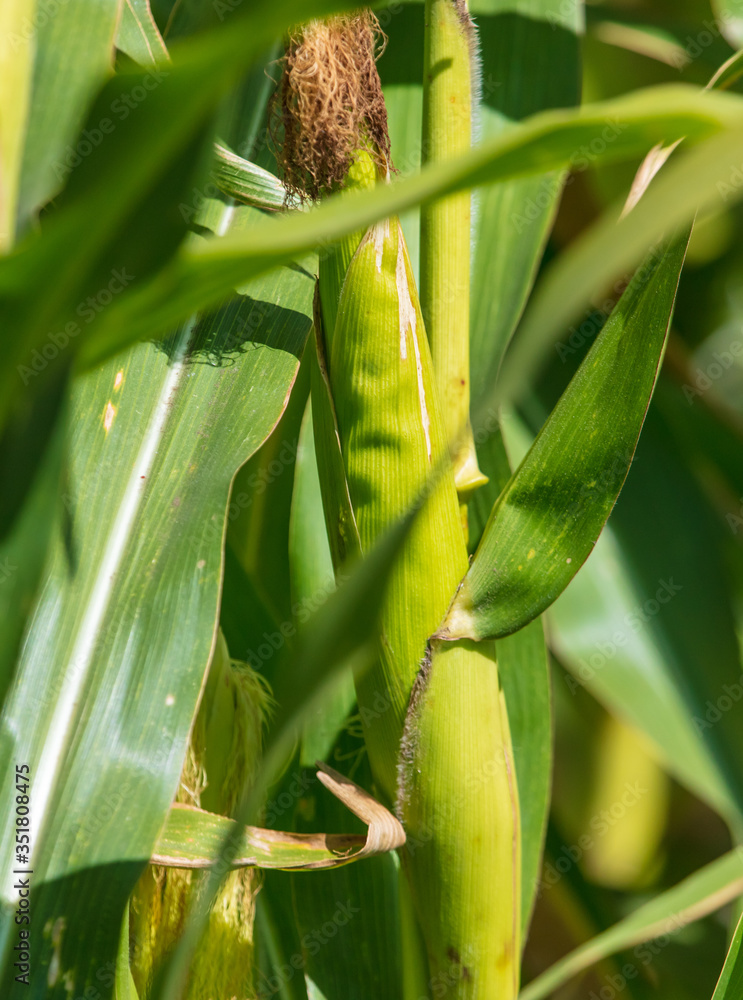 Obraz premium Green corn on the nature.