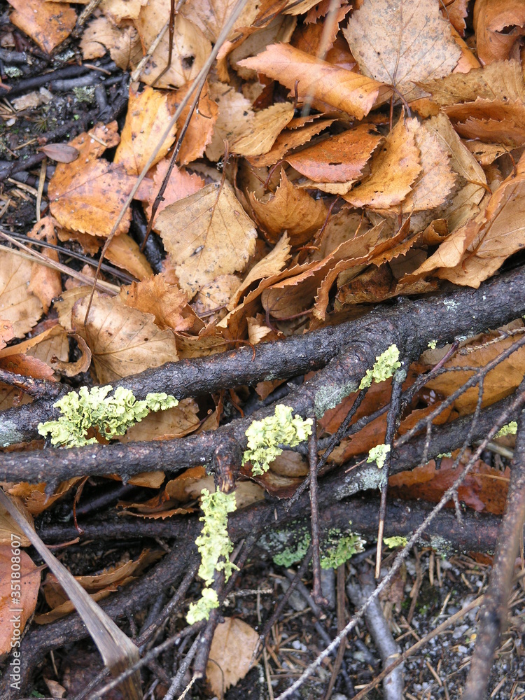 Wild Nature of Russia Wild Nature of Russia