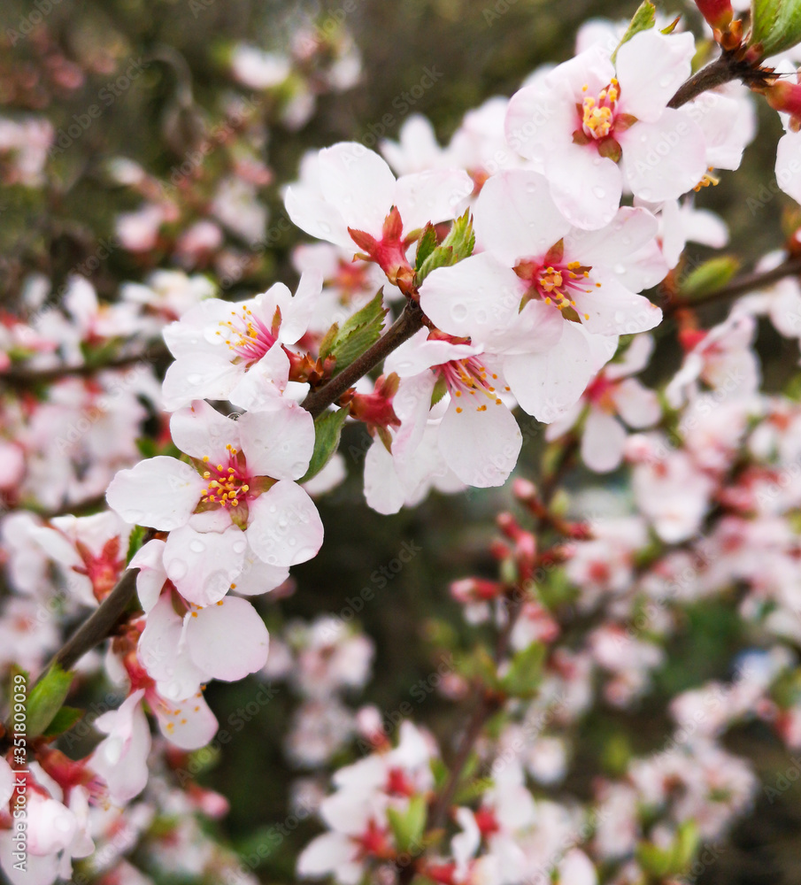 Flowers on the branches of Japanese cherry