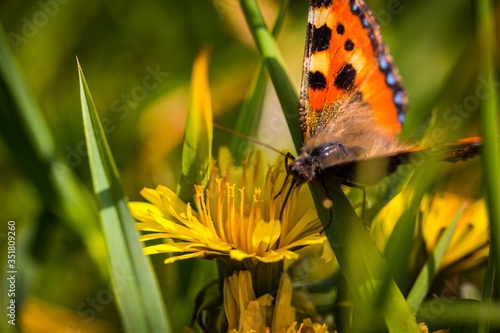 schmetterling auf löwenzahn