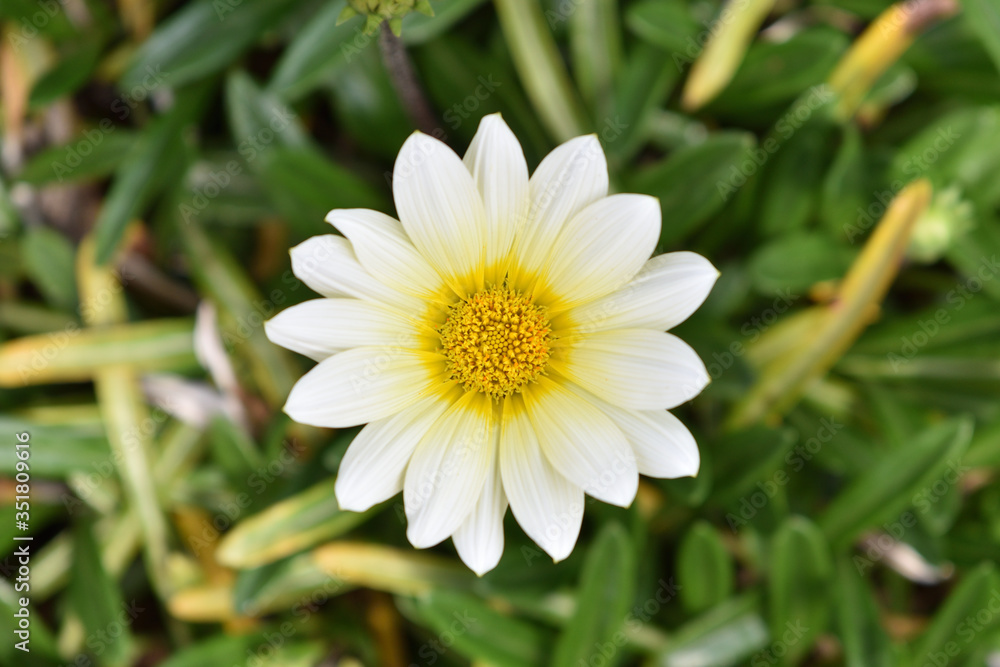 Image of Mini marguerite blooming in the park Image of Mini marguerite blooming in the park