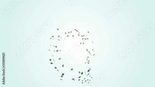 3D Marijuana leaf rotation flying on blue and alpha background
