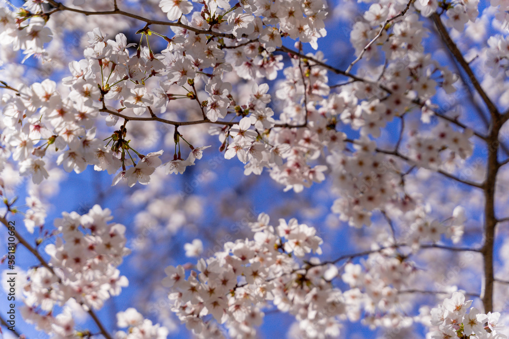 満開の桜の花