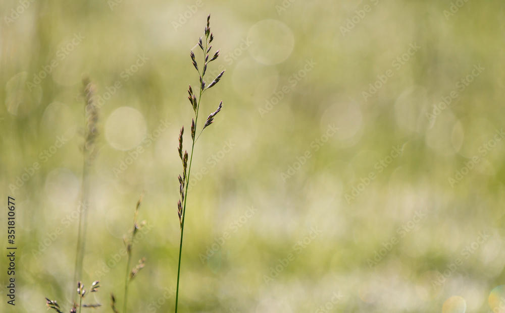 Grasses in a meadow backlit Grasses in a meadow backlit