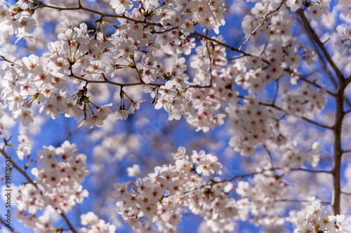 満開の桜の花 © san724