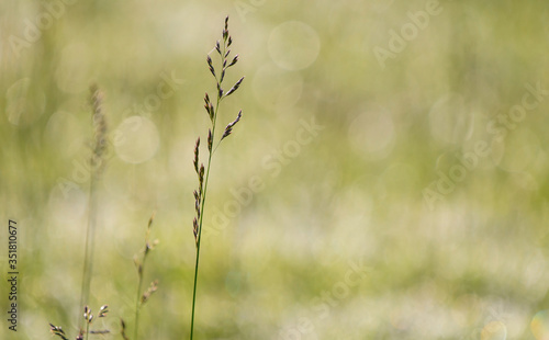 Grasses in a meadow backlit