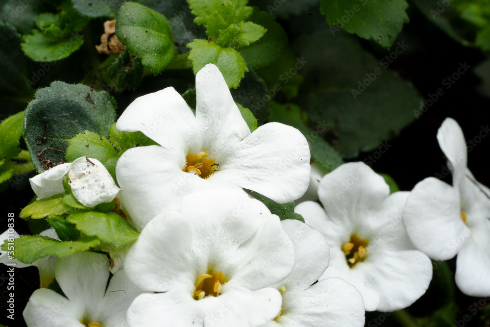 Schneeflöckchenblüte