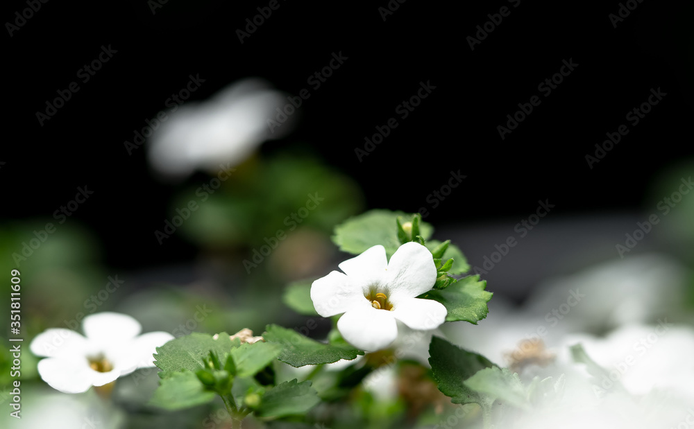 Schneeflöckchenblüte