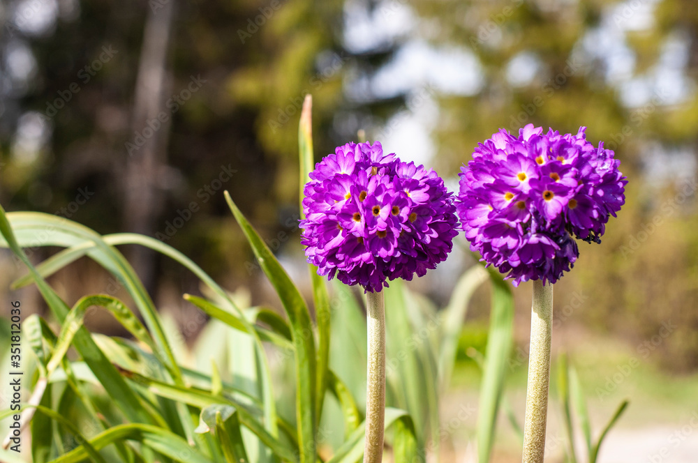 Fototapeta premium Primrose. Spring flowers on a natural background
