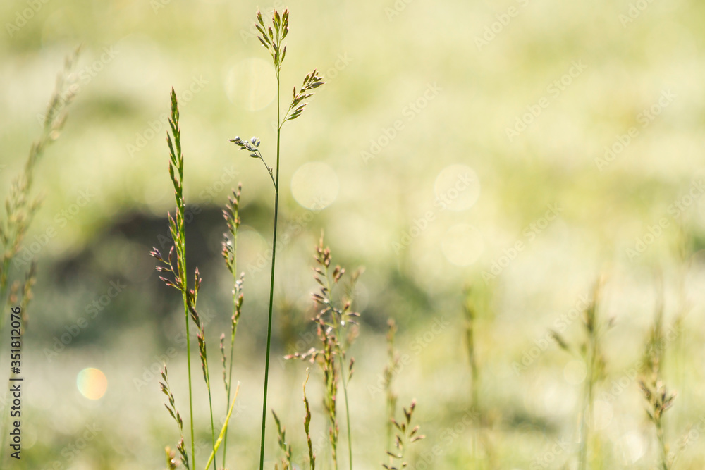 Grasses in a meadow backlit Grasses in a meadow backlit