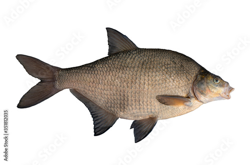 Fresh alive bream fish isolated on white background
