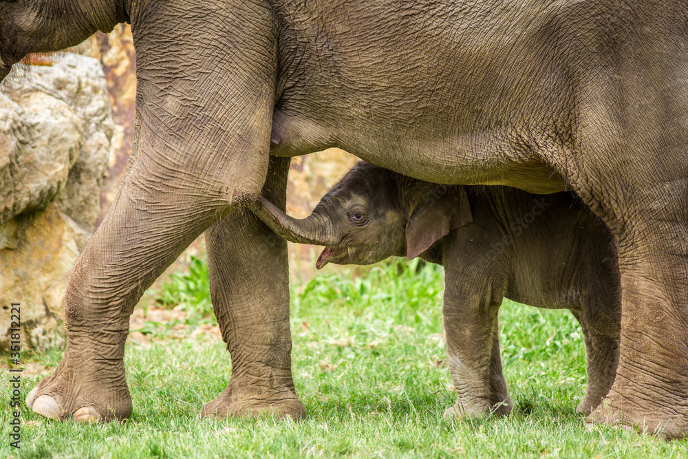 Fototapeta premium baby elephant in the park with mum