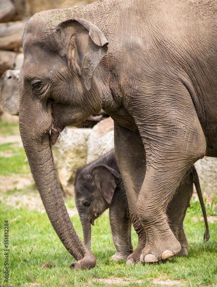 Fototapeta premium baby elephant in the park with mom