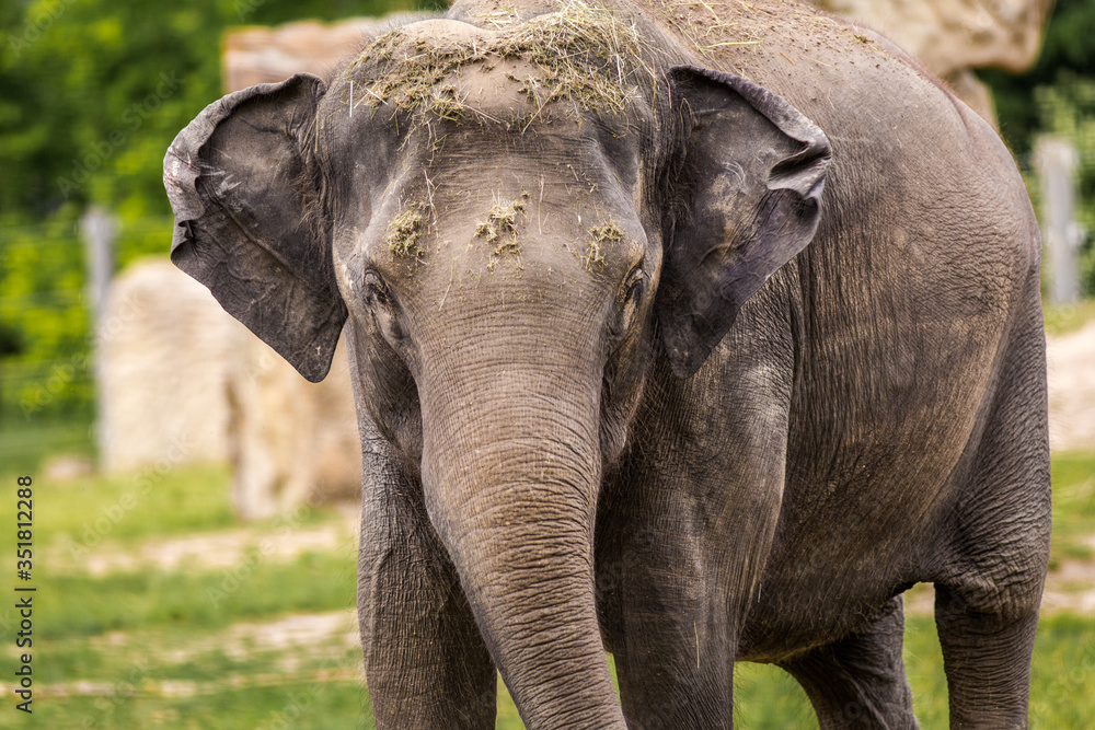 Fototapeta premium indian elephant portrait in park