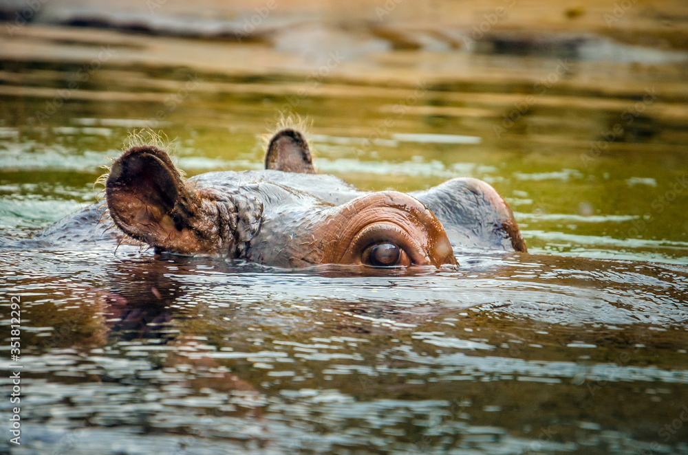 Fototapeta premium A hippopotamus looking from the water