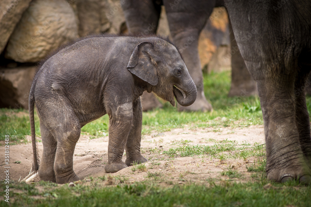 Naklejka premium baby elephant in the park