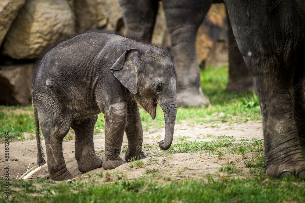 Fototapeta premium baby elephant in the park