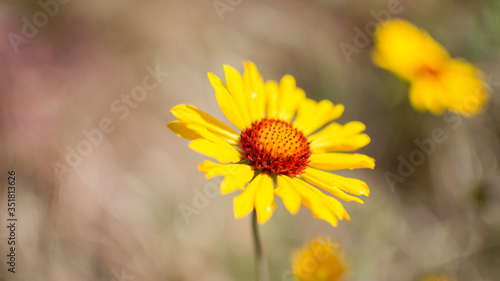 Soft Focus Flower Background (Arrowleaf Balsamroot flowers)