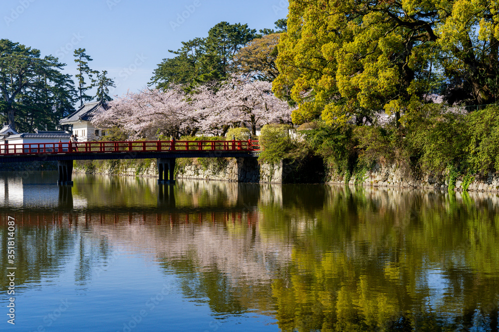 小田原城址公園の満開の桜
